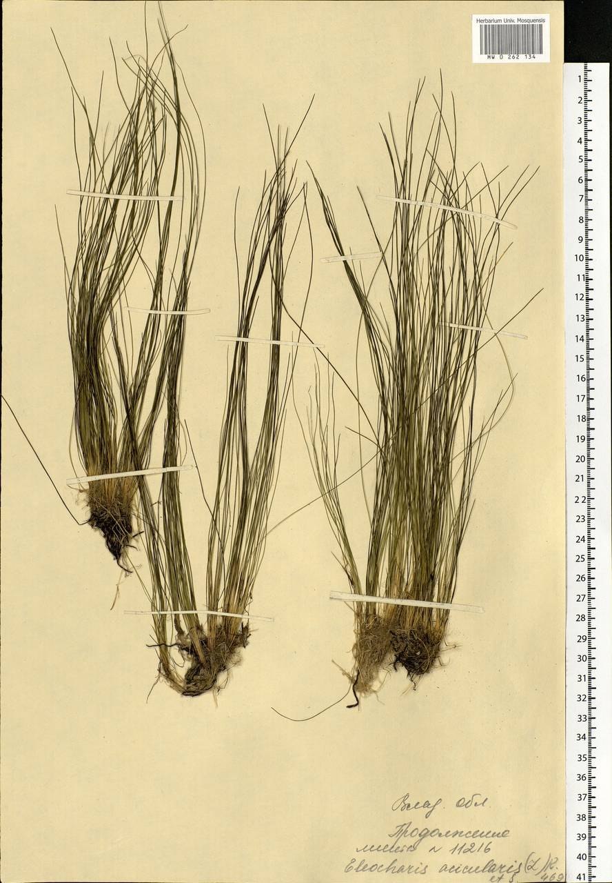 Болотница пятицветковая