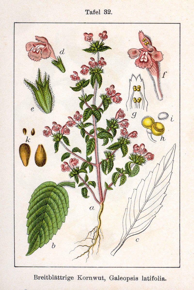 Dichapetalum cymosum