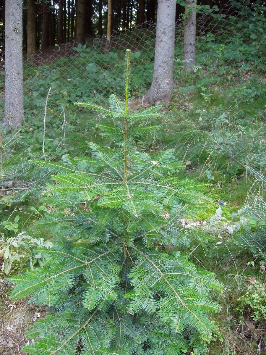 Abies Grandis сорта