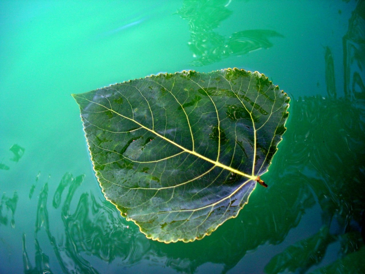 Попав в листья вода с поверхности. Листок на воде. Плавающие листья. Осенние листья на воде. Листочек на воде.