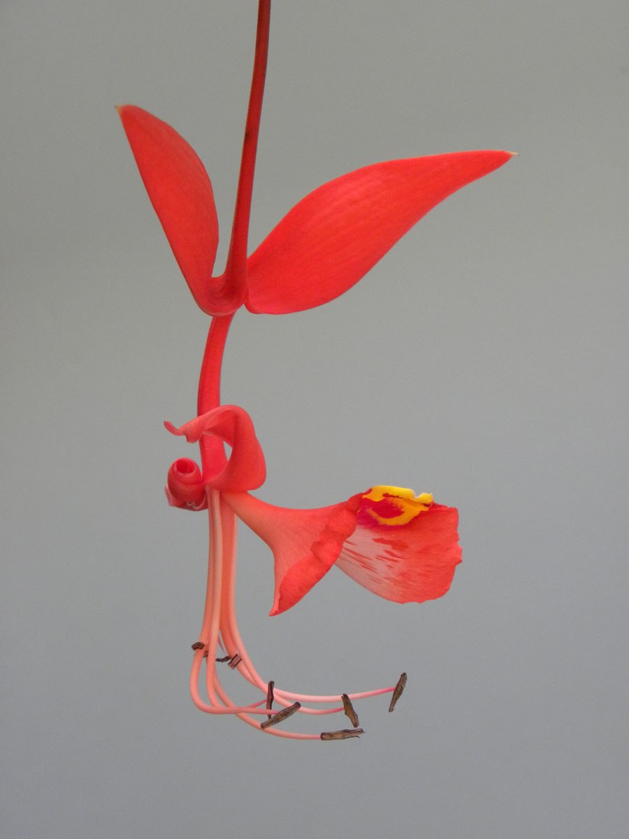 Еперуа дерево