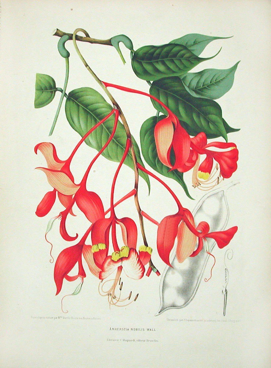 Цветок гробоцвет из Малефисенты