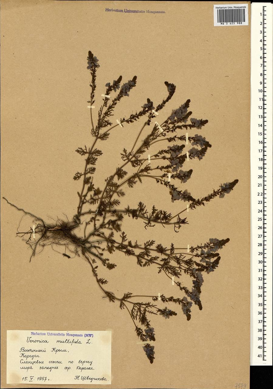 Вероника многораздельная (multifida