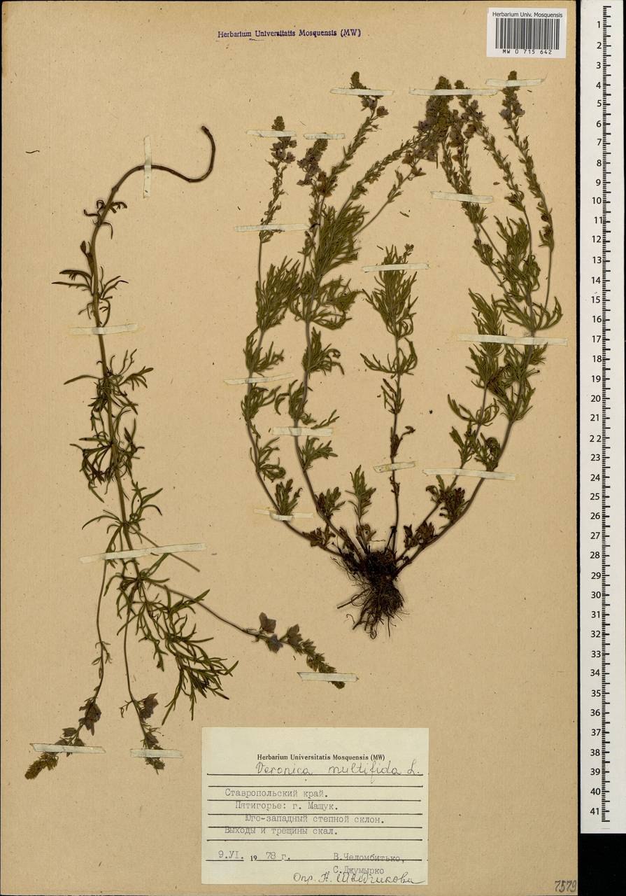 Вероника ненастоящая