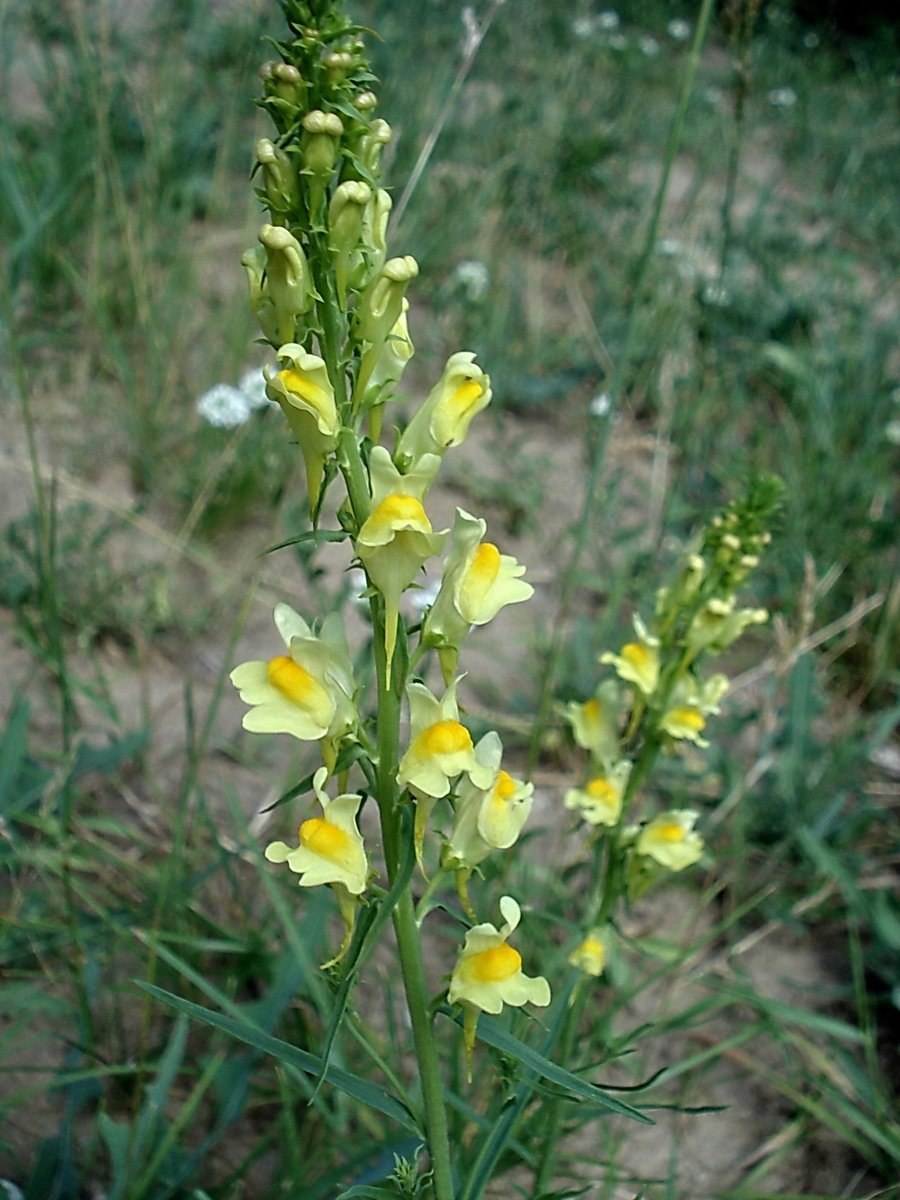 Вероника многораздельная