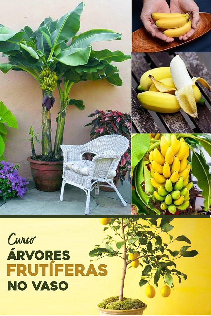 Банан домашнее растение