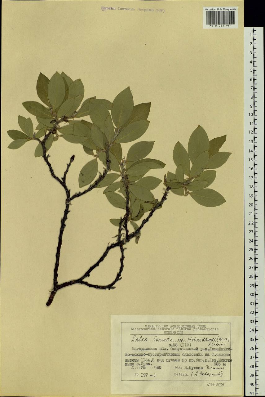 Остров Врангеля Флора Ива Ричардсона