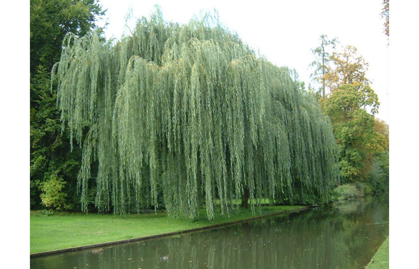 Почему ива называется плакучей. Salix Alba Ива плакучая. Ива белая Тристис.