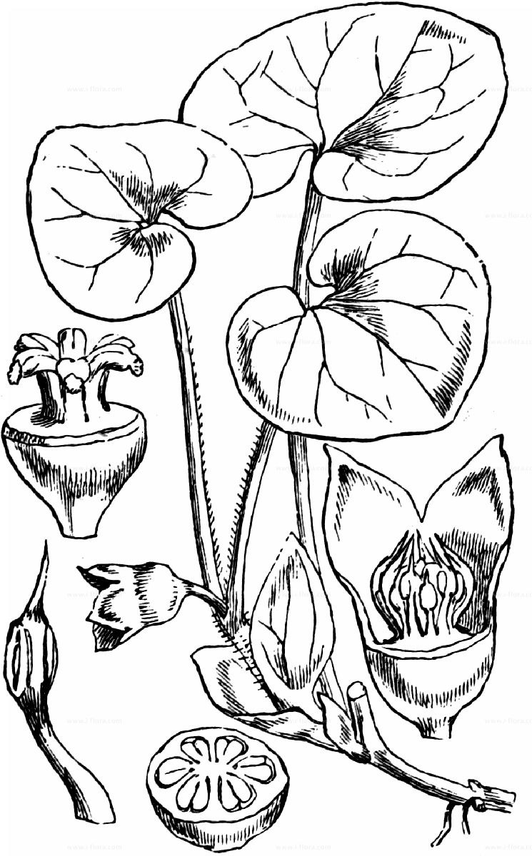 Перечноцветные