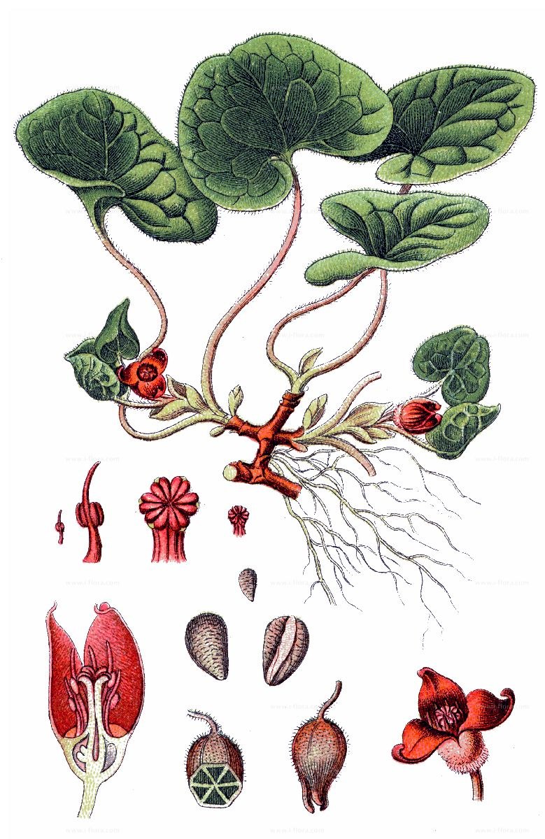 Перец черный горошек растение