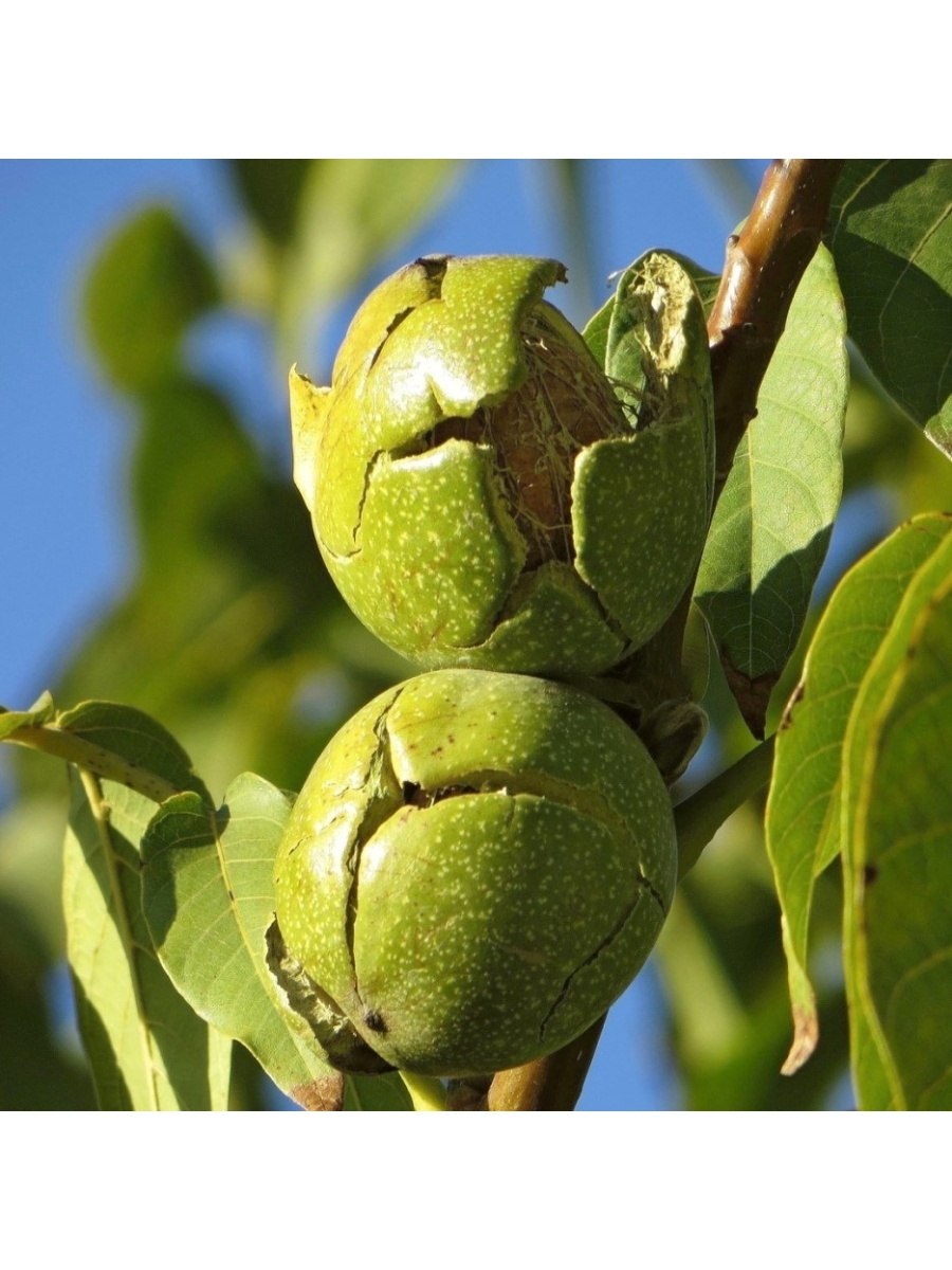 Carya Alba дерево