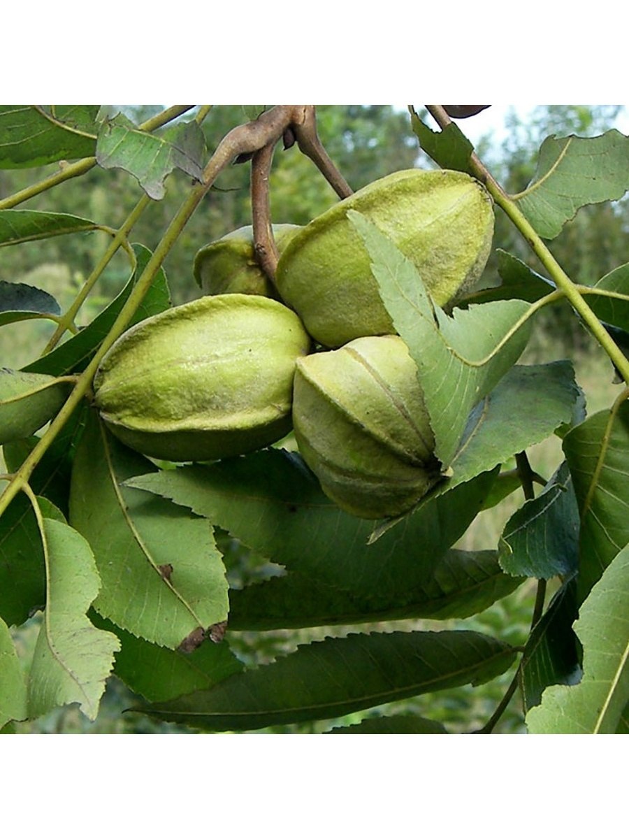 Пекан обыкновенный (Carya ILLINOINENSIS L.)