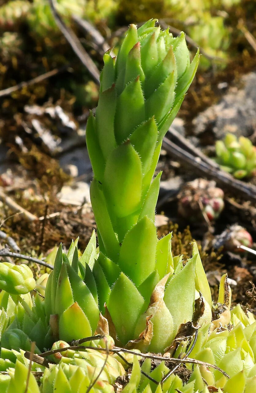 Sempervivum Jovibarba