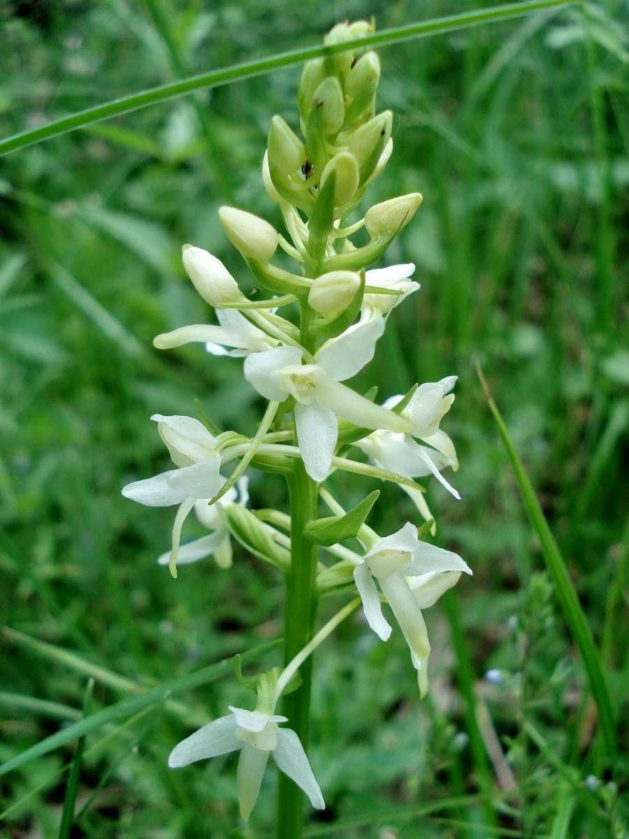 Клубнекорни Любки