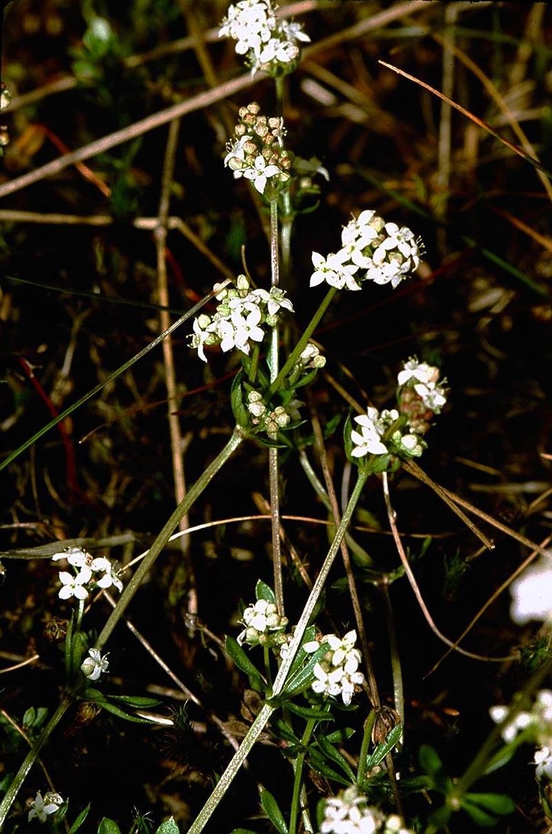 Ясменник красильный