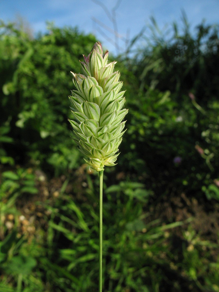 Канареечник