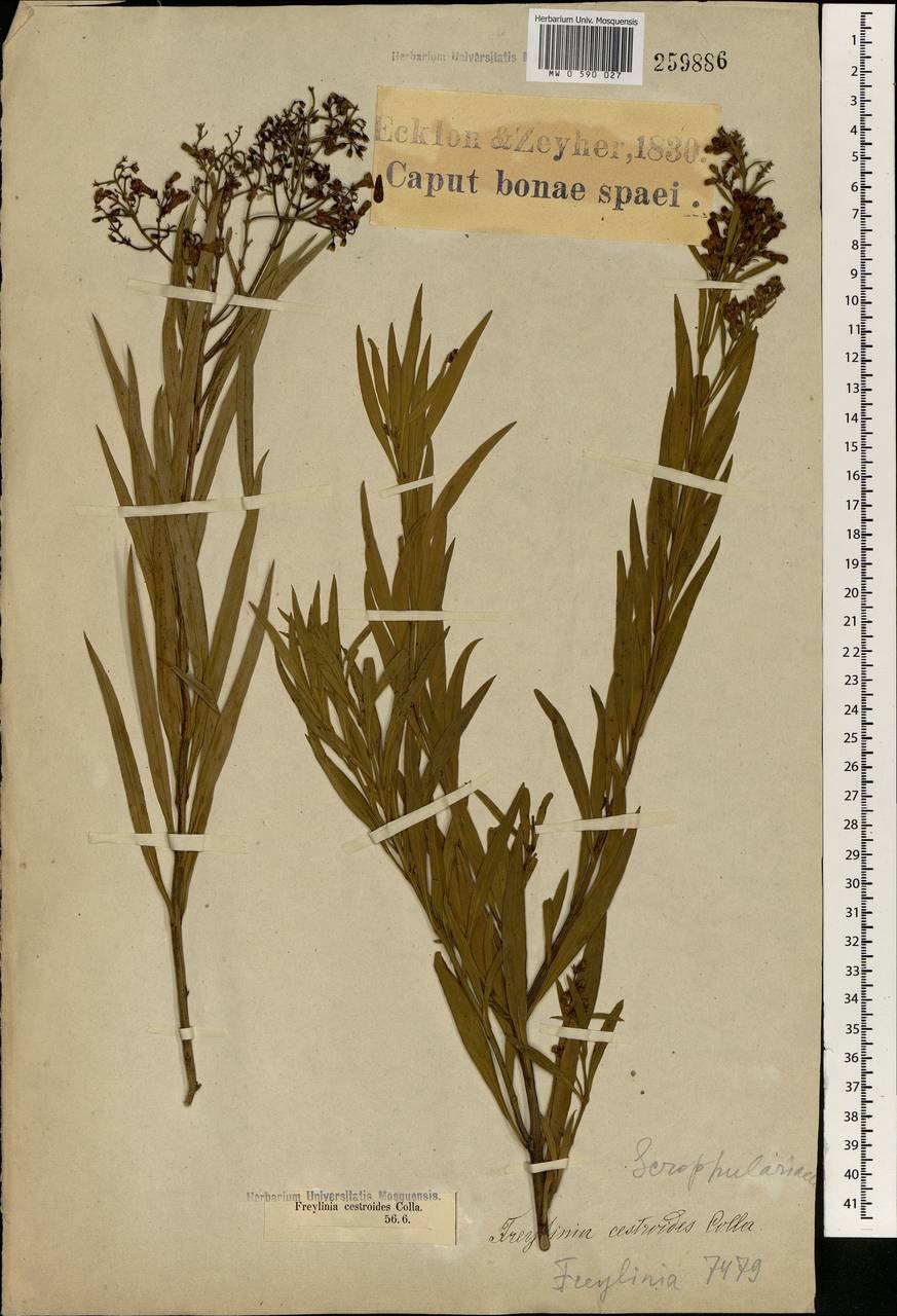 Markhamia zanzibarica растения