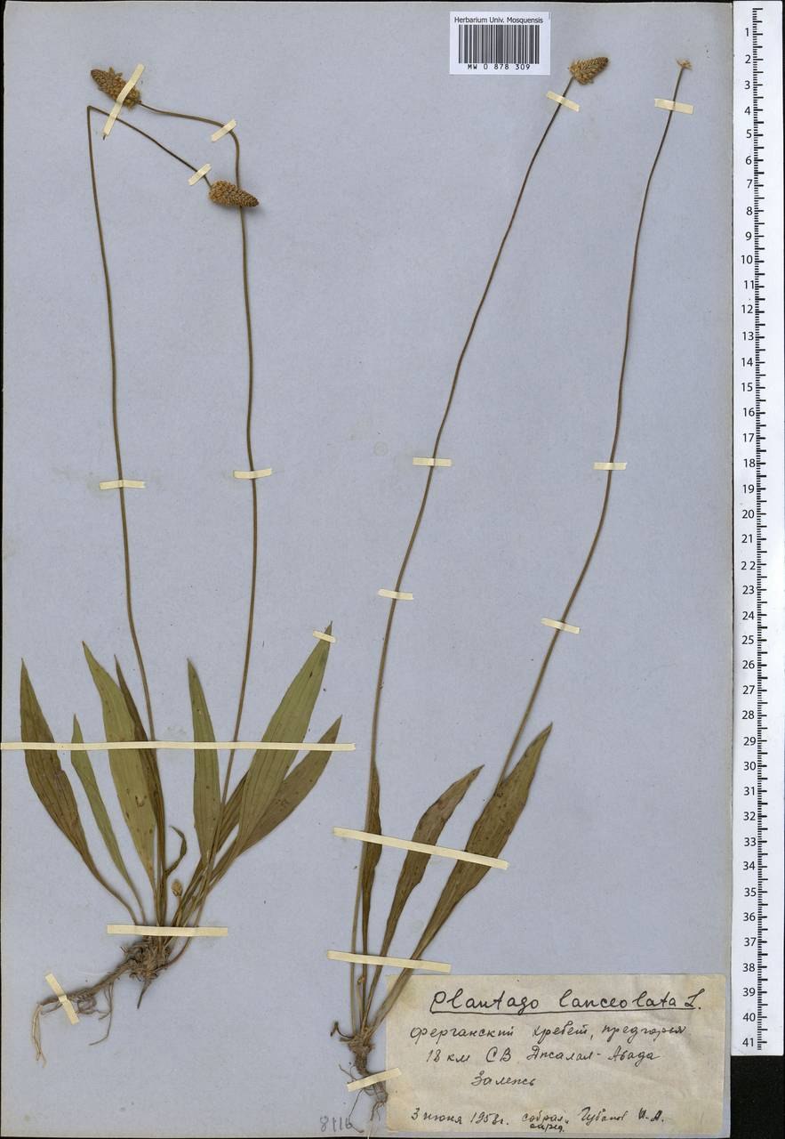 Семенники- коробочки львиного зева