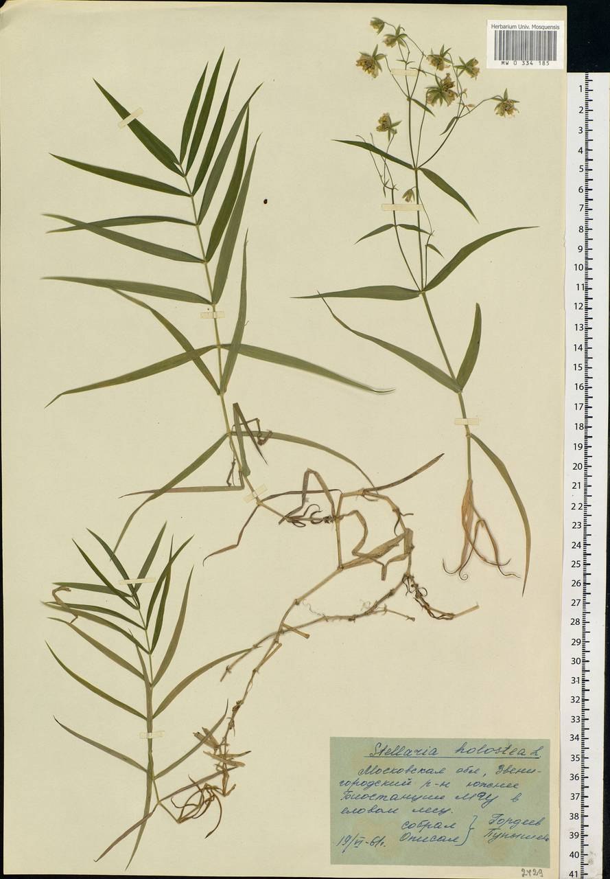Фрейлиния ланцетная ботаника