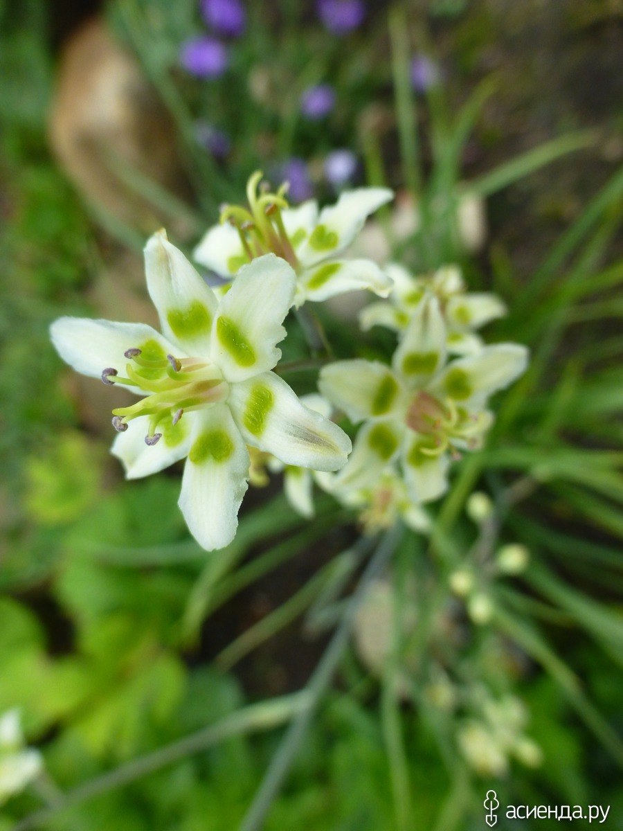 Зигаденус (Антиклея) изящный