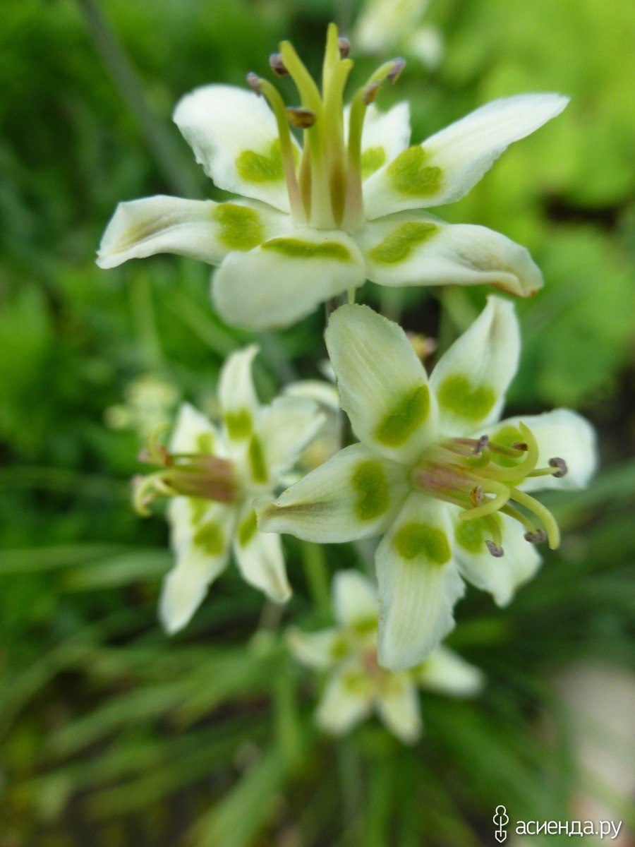 Зигаденус (Антиклея) изящный