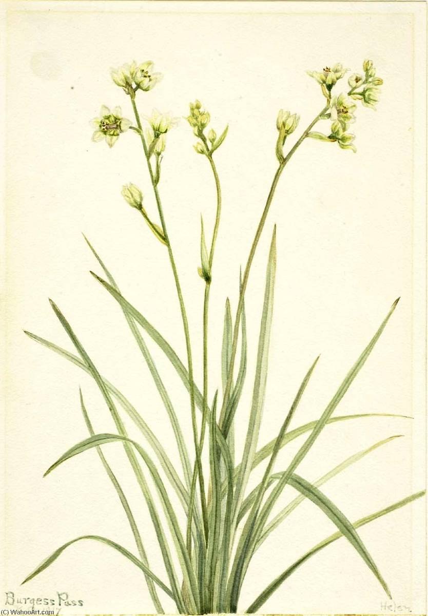 Зигаденус ядовитый