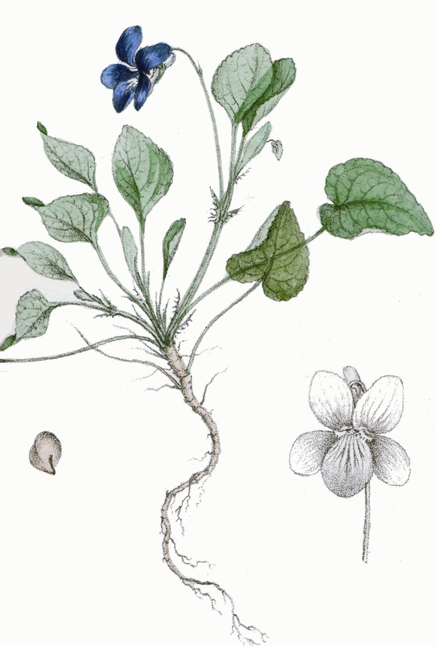 Фиалка собачья