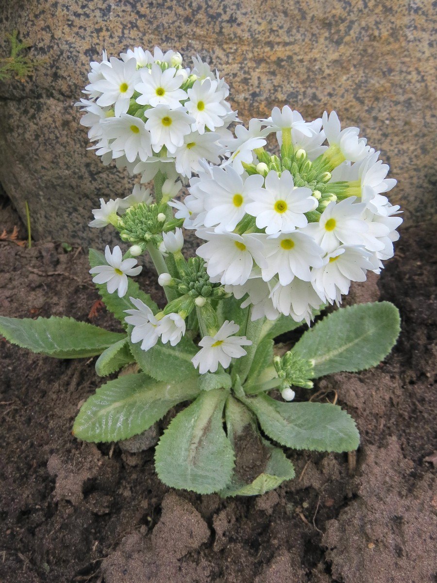 Первоцвет кортузовидный