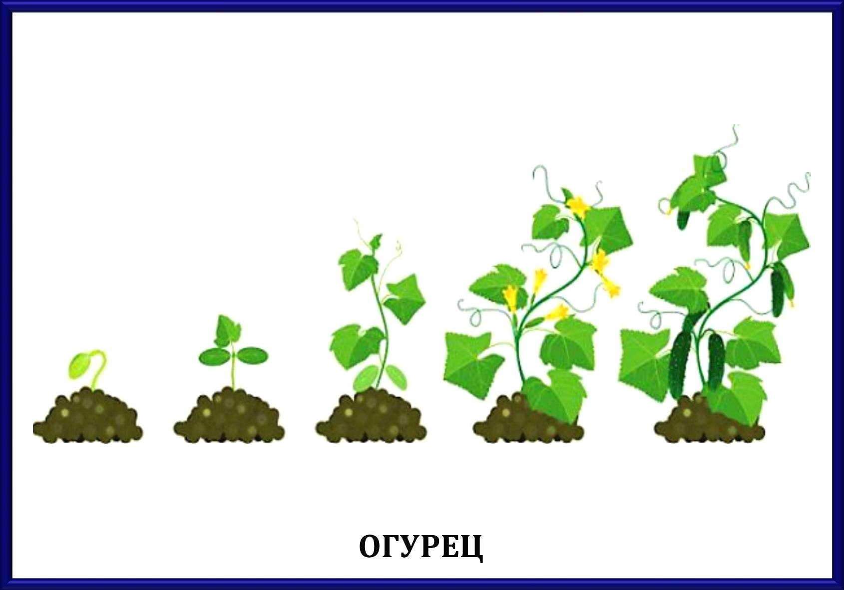 Этапы роста и развития растения. Этапы роста цветов для дошкольников. Этапы роста растений для детей. Этапы роста цветка для дошкольников. Стадии роста растений для дошкольников.