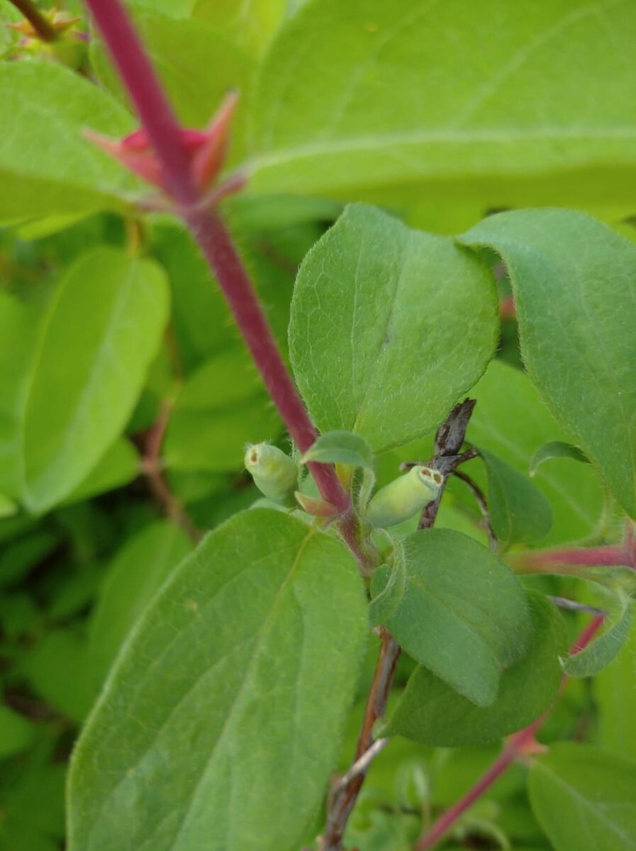 Жимолость Маака плоды