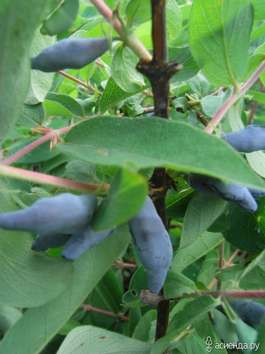 Жимолость шамиссо