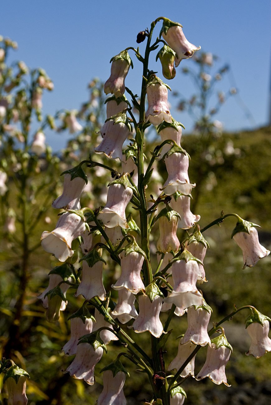 Лиана Азарина