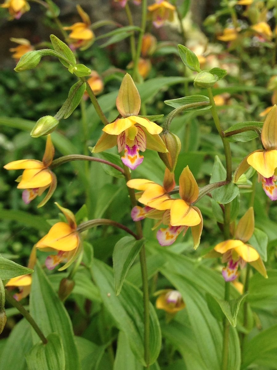 Дремлик болотный (Epipactis palustris)