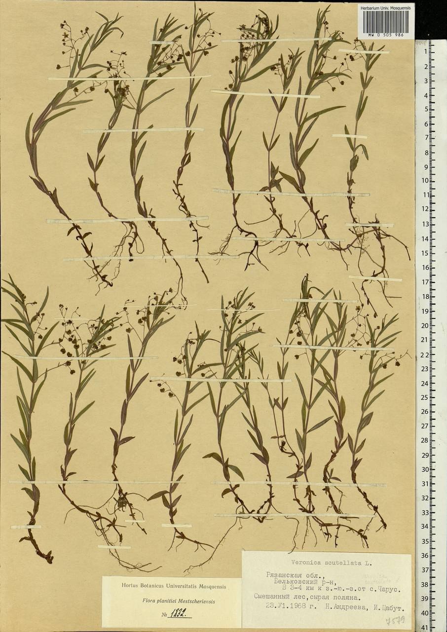 Рисунок Veronica щитковая