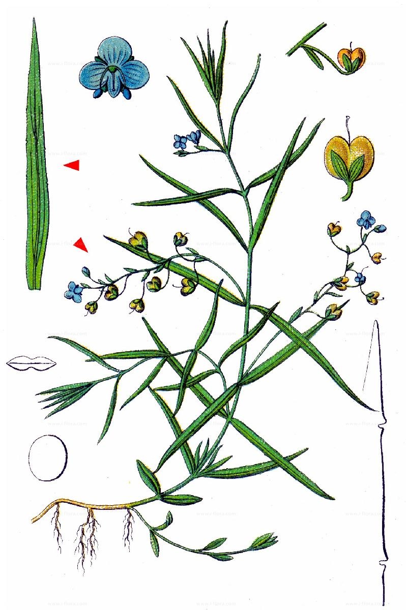 Вероника щитковая рисунок