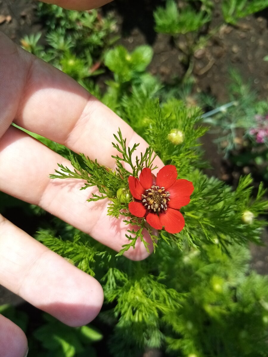 Горицвет летний