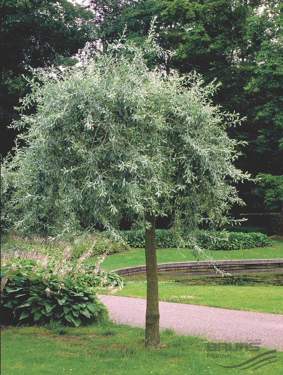 Груша иволистная (лат. Pyrus salicifolia)