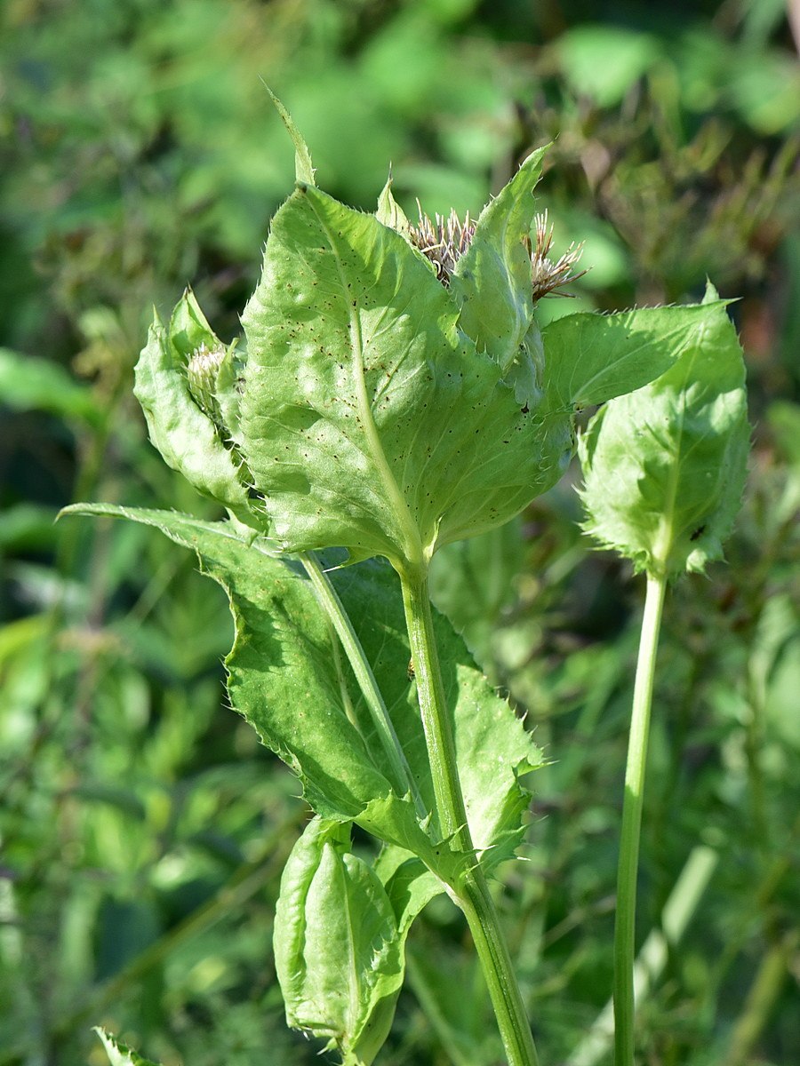 Осот огородный сорняк