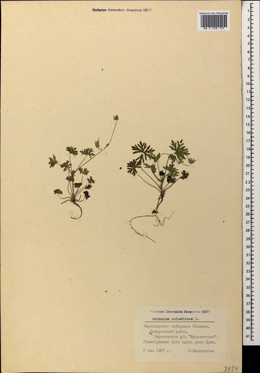 Geranium columbinum l.