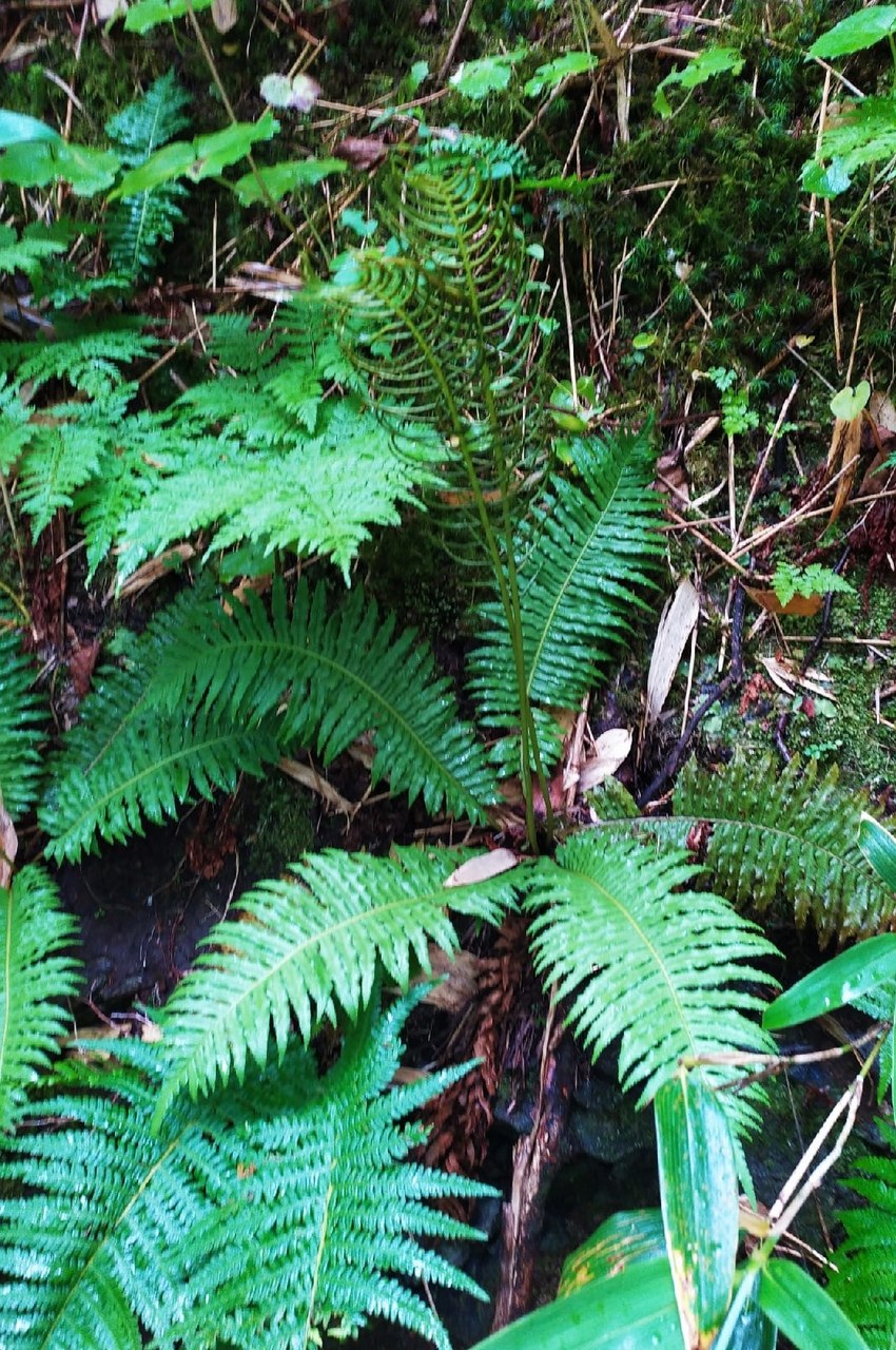 Папоротник thyrsopteris