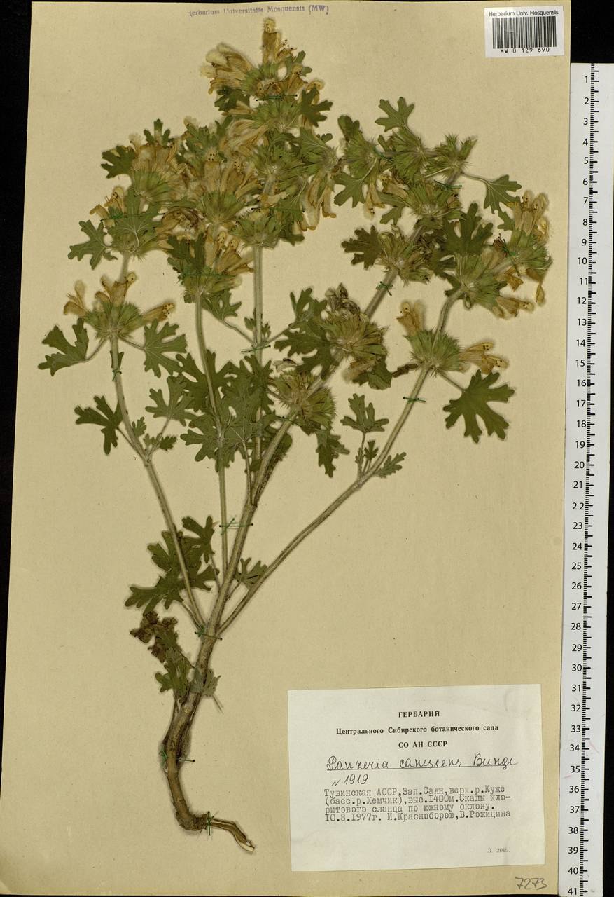 Панцерия шерстистая