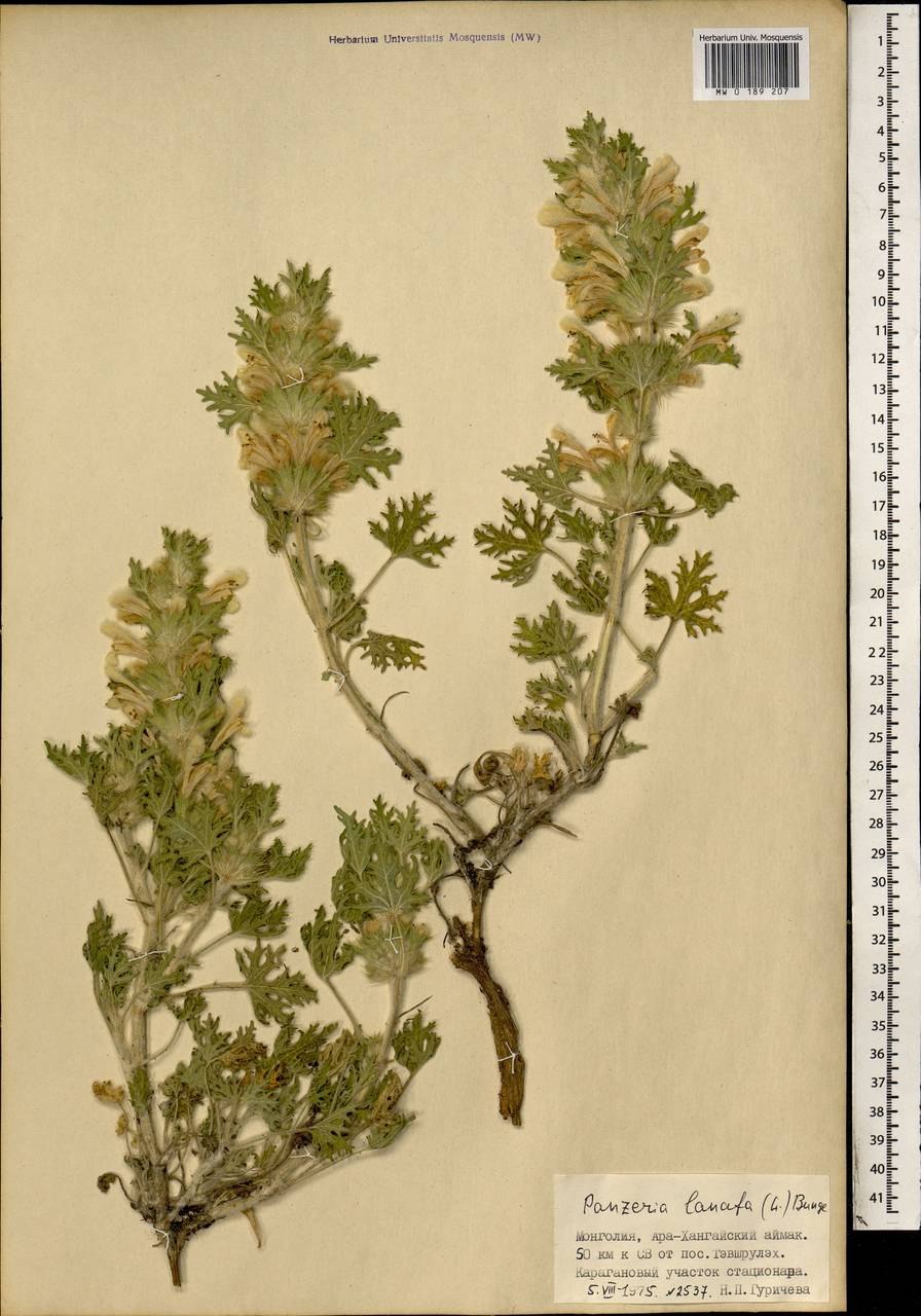 Панцерина сероватая