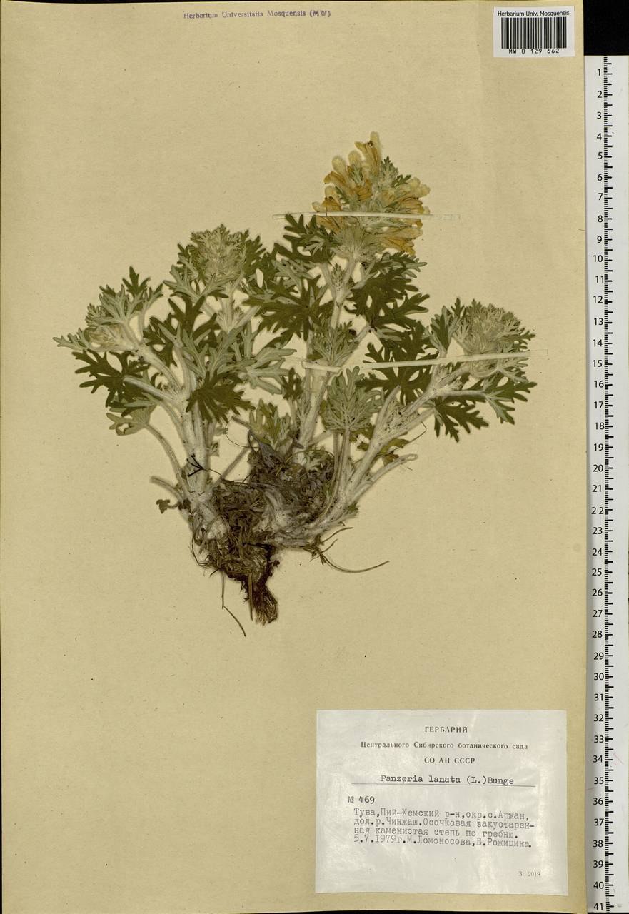 Гаубицы лейтенанта Гурубы Сибирский гербарий