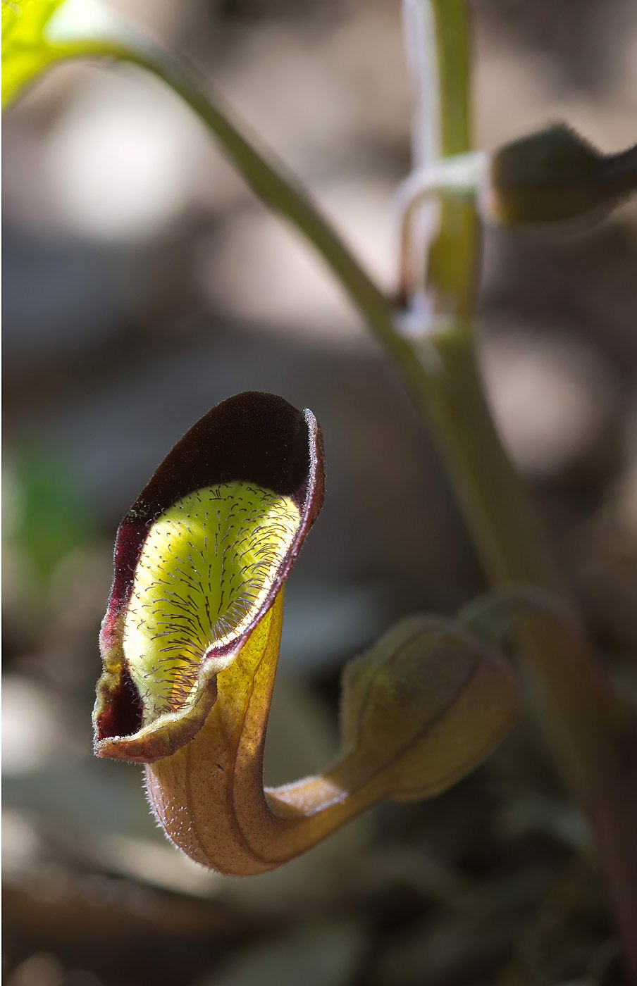 Кирказон Штейпа - Aristolochia steupii