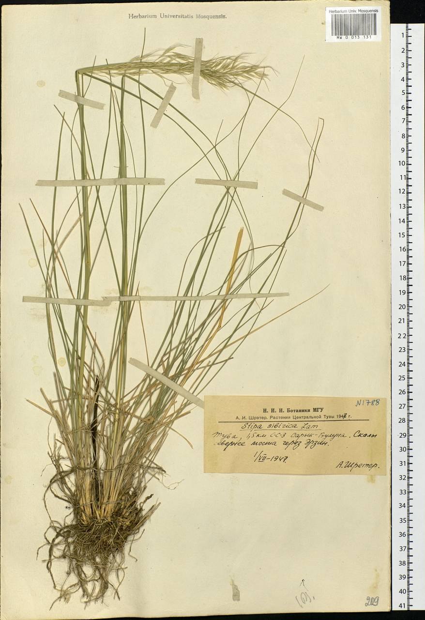 Чий блестящий исчезнувший