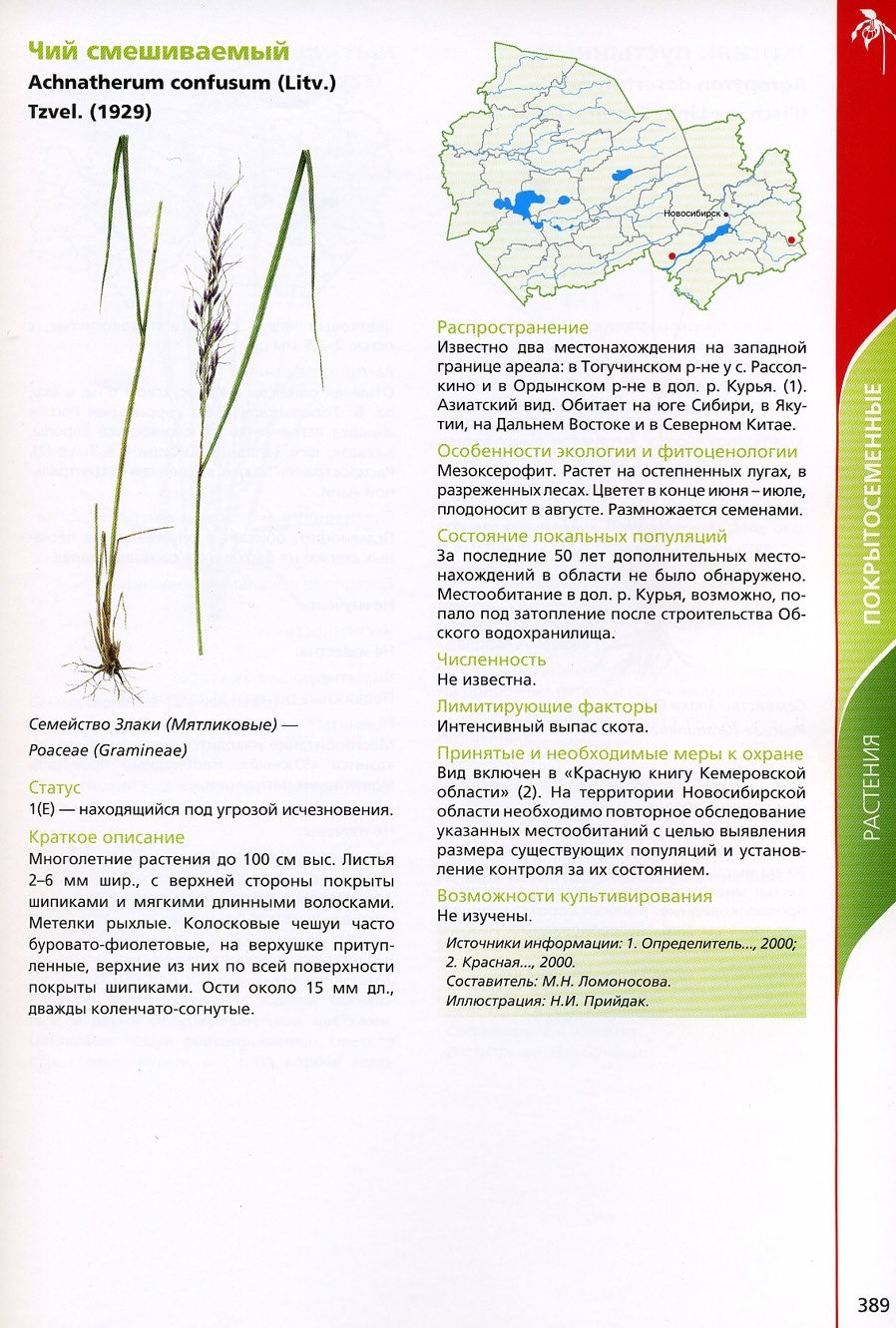 Чий блестящий Сибирский