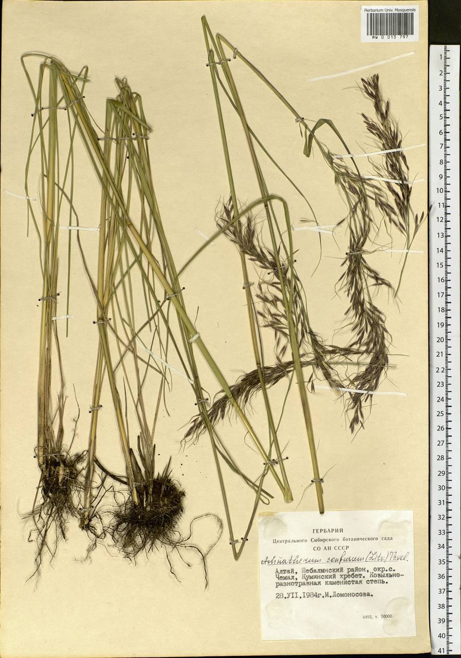 Чий блестящий Achnatherum splendens
