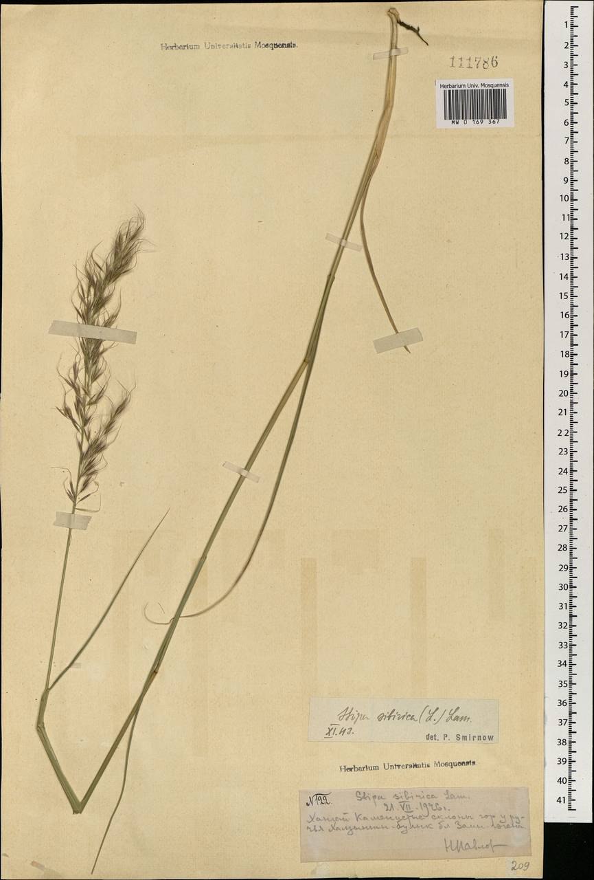 Ковыль пони Тейл