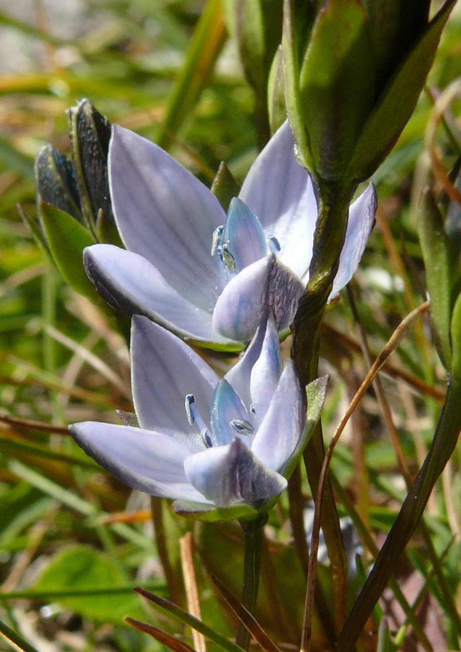 Ломатогониум каринтийский