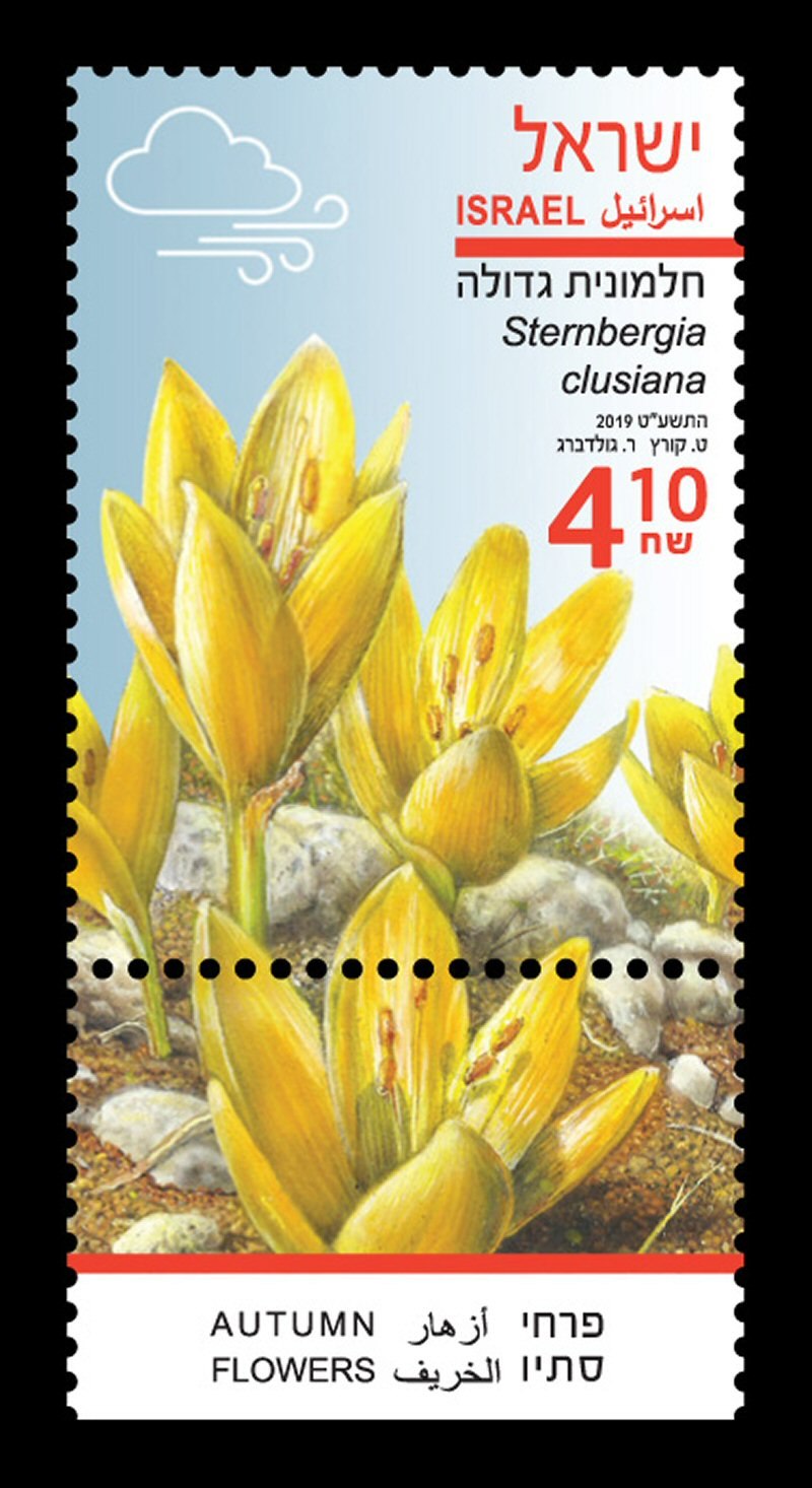 Штернбергия клузиуса